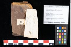 Foto (Objekt + Etikett) von Xylomites arbuti serrae Ettingshausen (NHMW-GEO-2024-0188-0066)